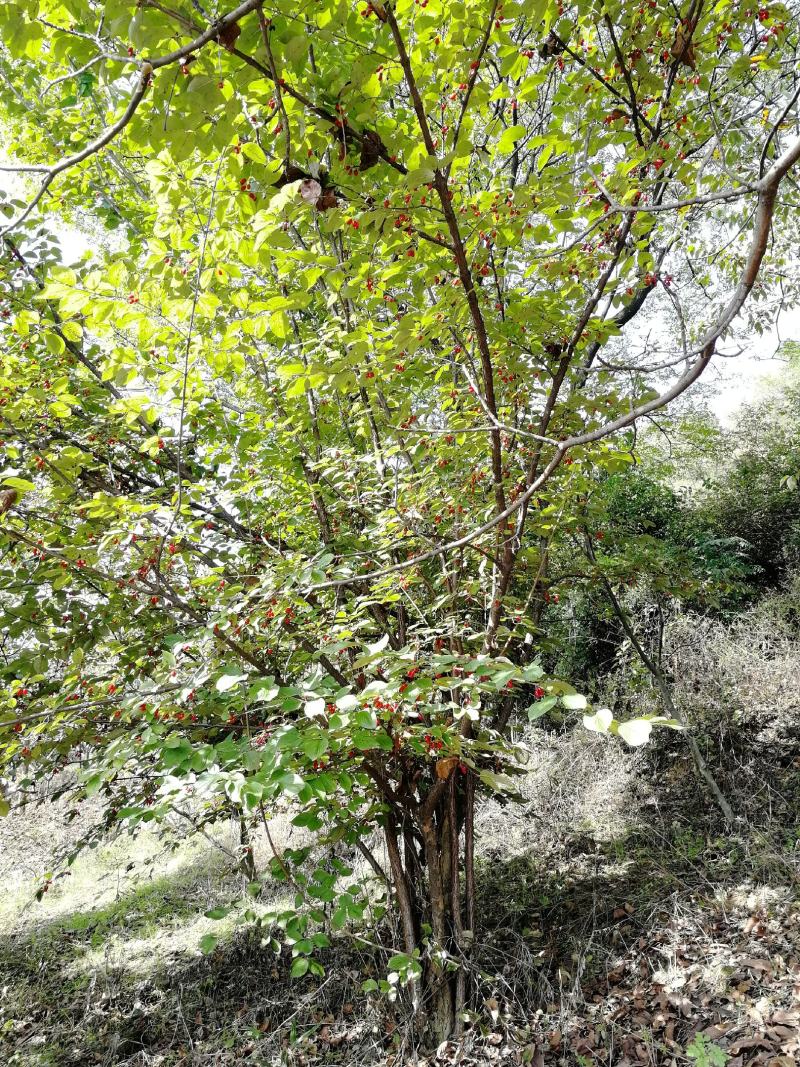 丛生山茱萸出售需要的联系我