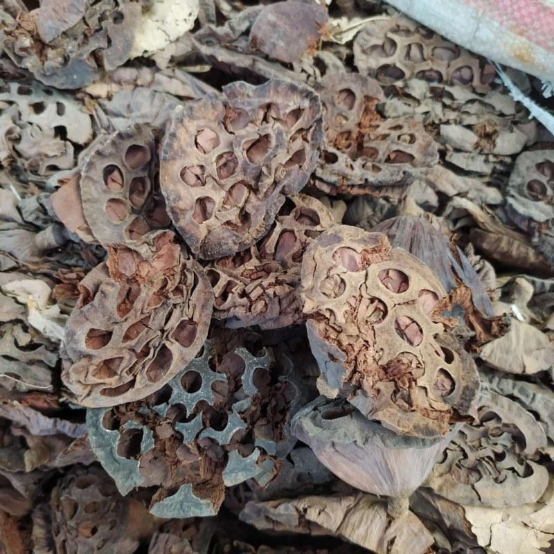 莲房产地直供支持线上交易可搭配多品种采购大货联系客