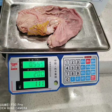 阿根廷，4115猪圆肚，