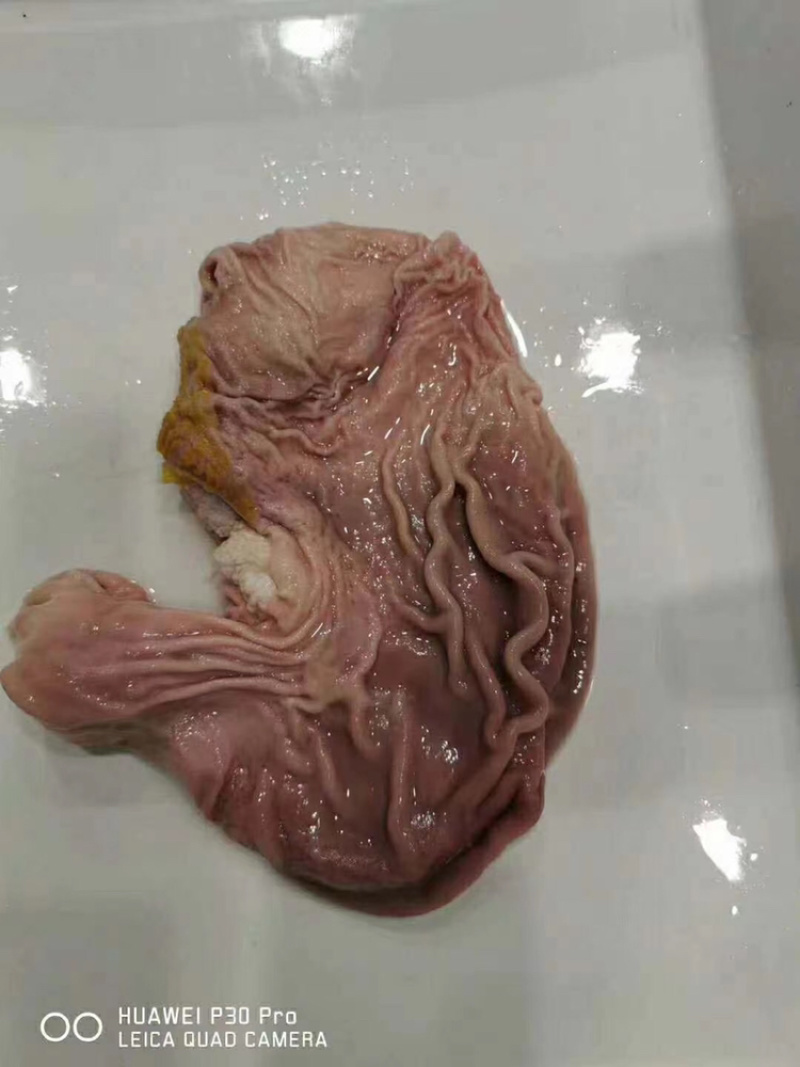 阿根廷，4115猪圆肚，