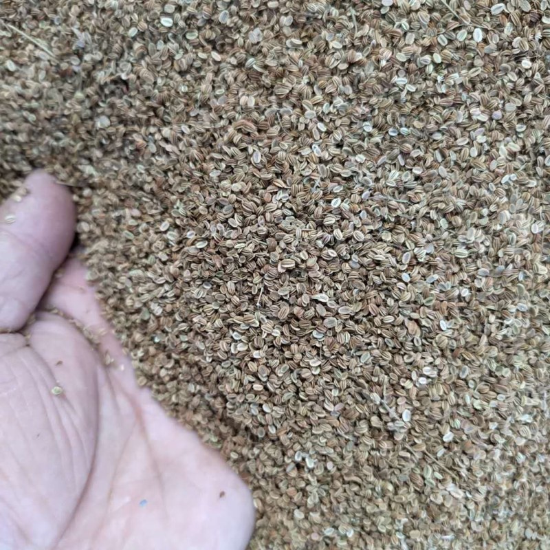蛇床子产地直供支持线上交易可搭配多品种采购大货联系