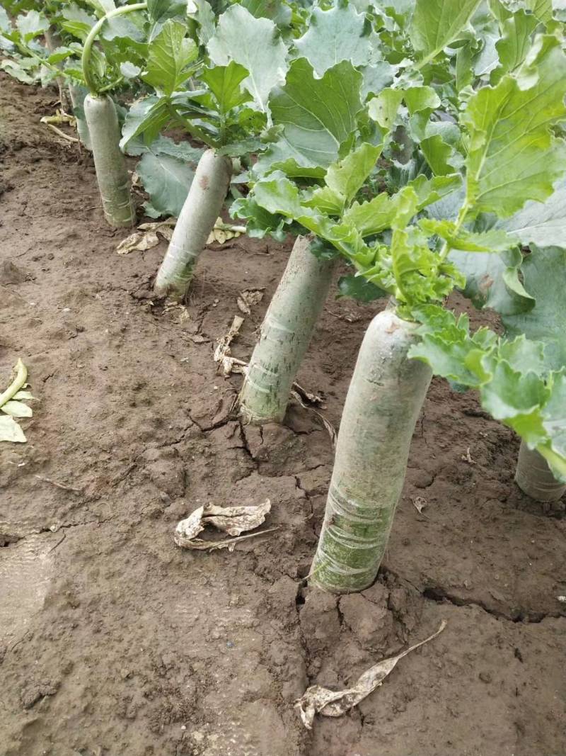 大量供应潍县萝卜、水果萝卜、现拔、青茬、免人工费