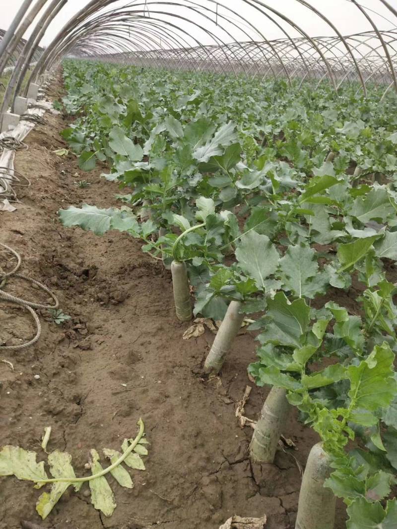 大量供应潍县萝卜、水果萝卜、现拔、青茬、免人工费