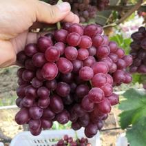 陕西大荔县克伦生葡萄产业园区大量供应中。对接全国商超。
