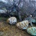 山东樱花基地低价出售10-20公分樱花，基地供应价格优惠
