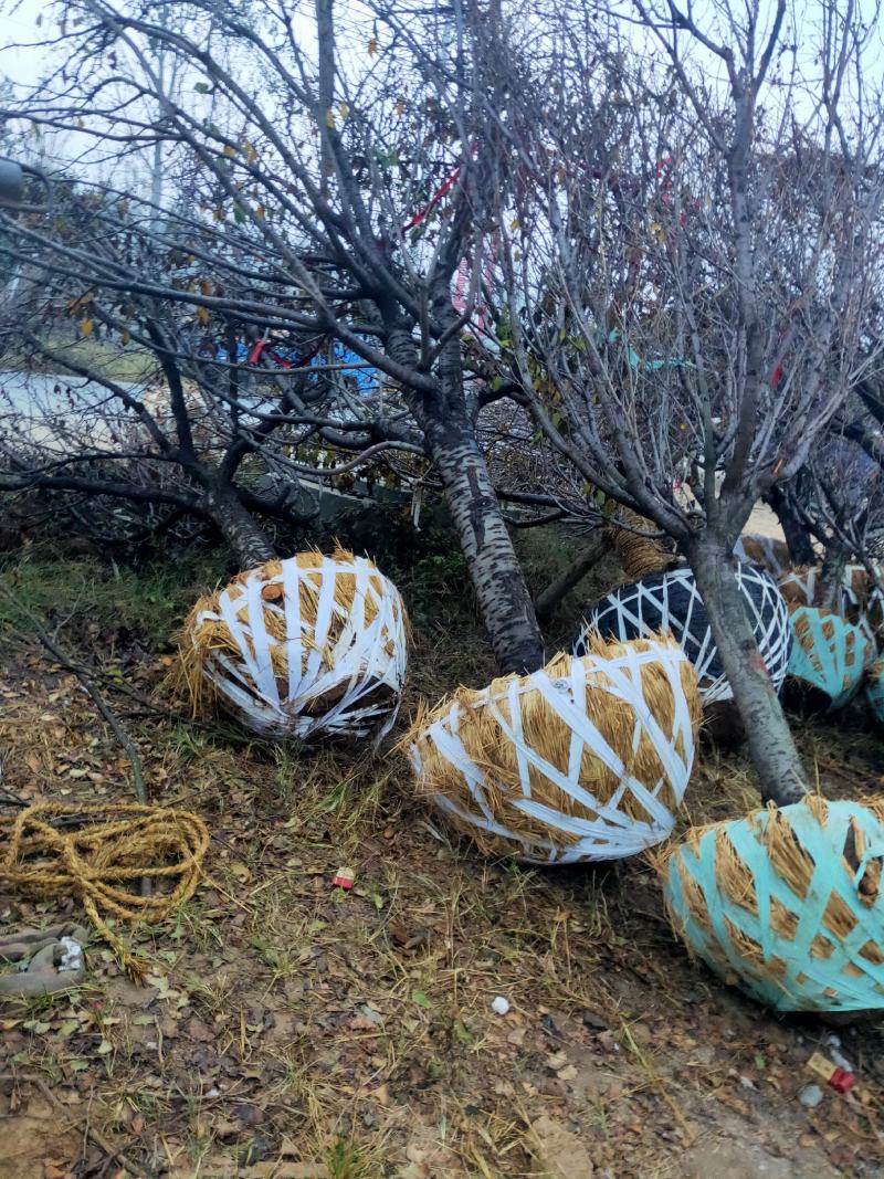 山东樱花基地低价出售10-20公分樱花，基地供应价格优惠