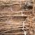 专业提供突尼斯软籽石榴树苗成活率高品质产品