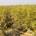 专业提供突尼斯软籽石榴树苗成活率高品质产品