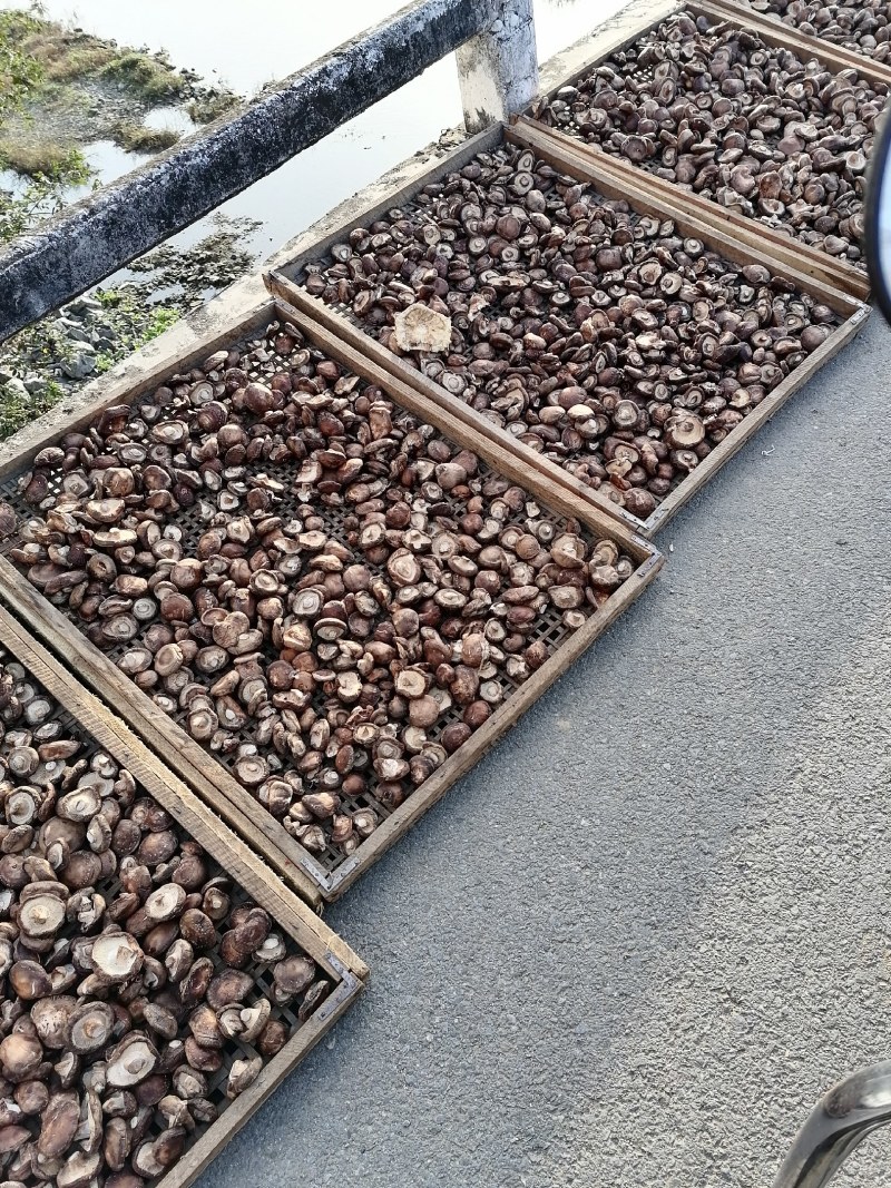 鲜香菇，西峡双龙香菇基地西峡香菇聚散地香菇上市了，大量供
