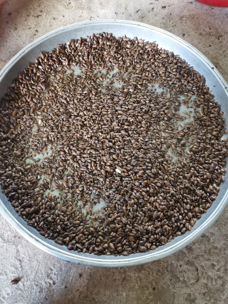 正品金边土元（金边土鳖）种虫可上门提货观察养殖场地