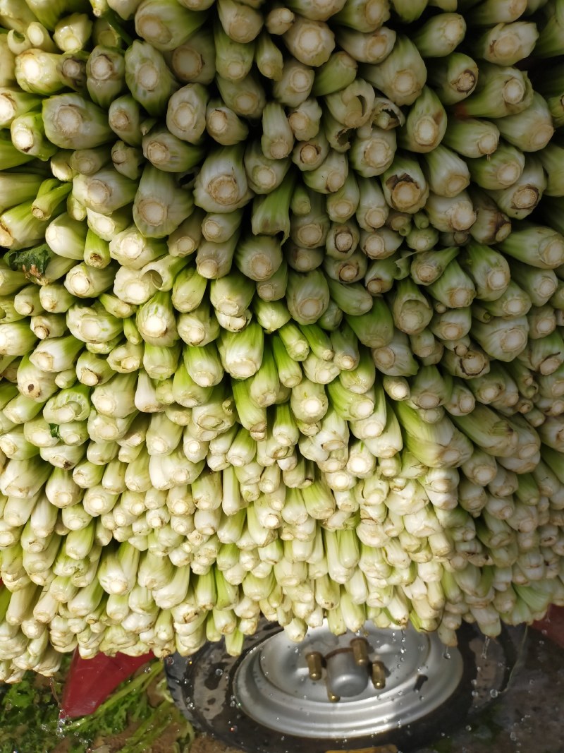 山东金乡西芹，货源充足，二十年种植经验，欢迎前来采购
