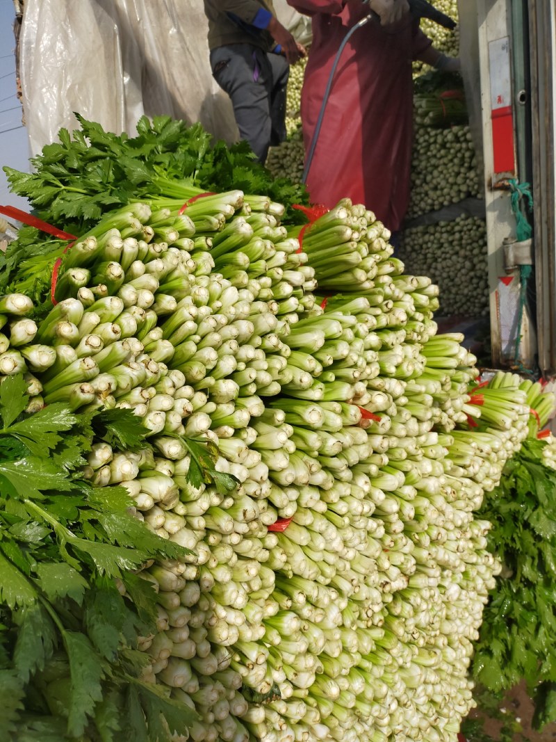 山东金乡西芹，货源充足，二十年种植经验，欢迎前来采购