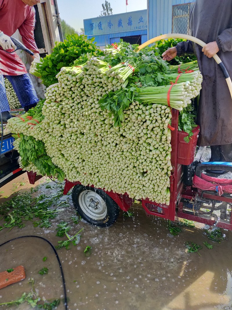 山东金乡西芹，货源充足，二十年种植经验，欢迎前来采购
