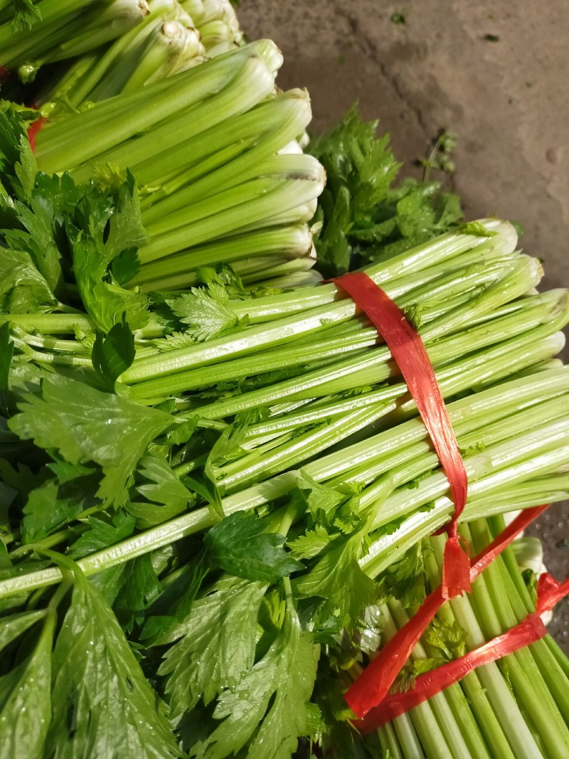山东金乡西芹，货源充足，二十年种植经验，欢迎前来采购
