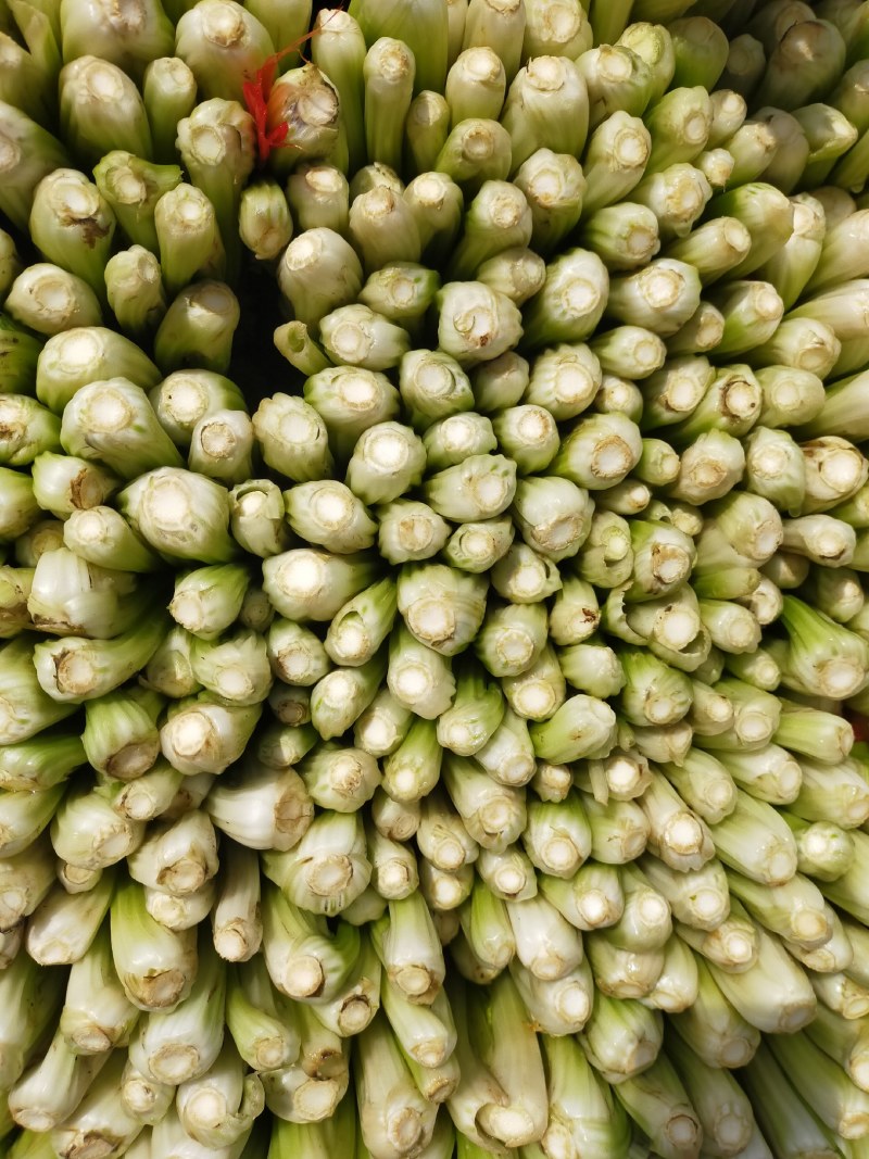 山东金乡西芹，货源充足，二十年种植经验，欢迎前来采购