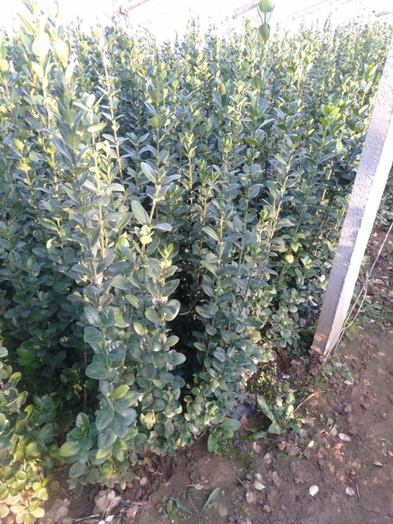 北海道，北海道黄杨，丛生北海道，山东北海道，北海道基地