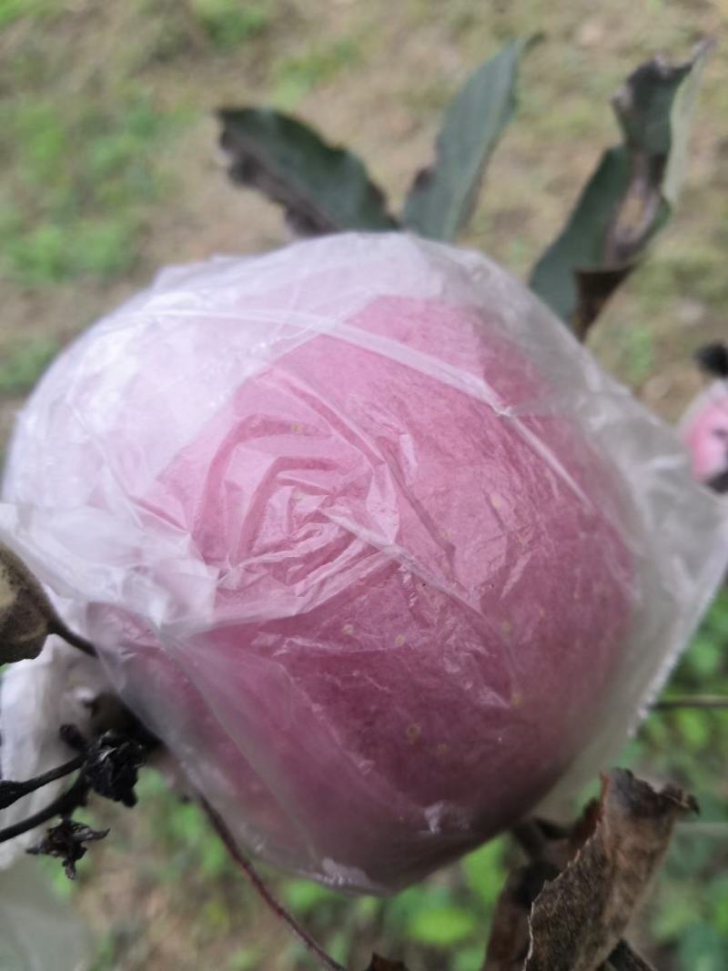 陕西特产富士王苹果,口感甜脆,可带皮吃,健康美容,泡沫拖