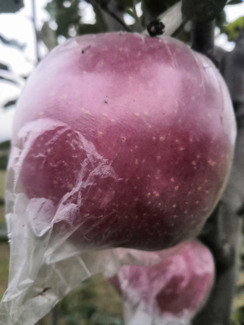 陕西特产富士王苹果,口感甜脆,可带皮吃,健康美容,泡沫拖
