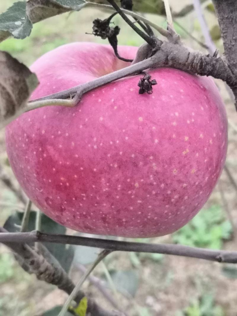 陕西特产富士王苹果,口感甜脆,可带皮吃,健康美容,泡沫拖