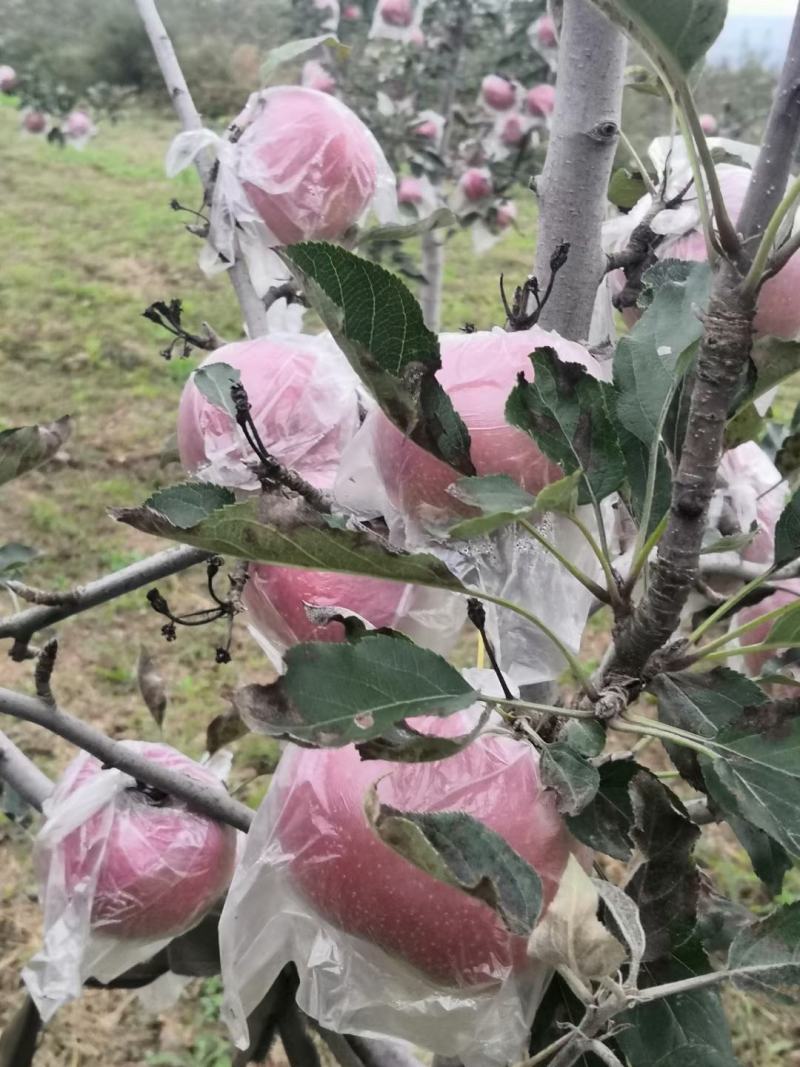 陕西特产富士王苹果,口感甜脆,可带皮吃,健康美容,泡沫拖