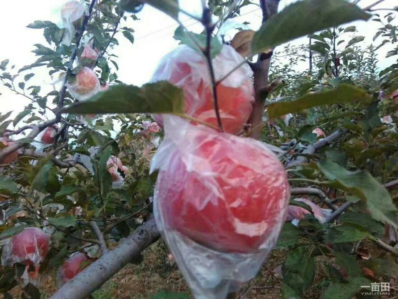 陕西特产富士王苹果,口感甜脆,可带皮吃,健康美容,泡沫拖