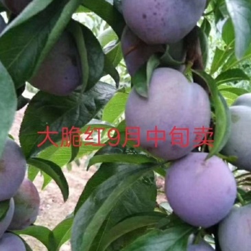 脆红李苗保证品种质量