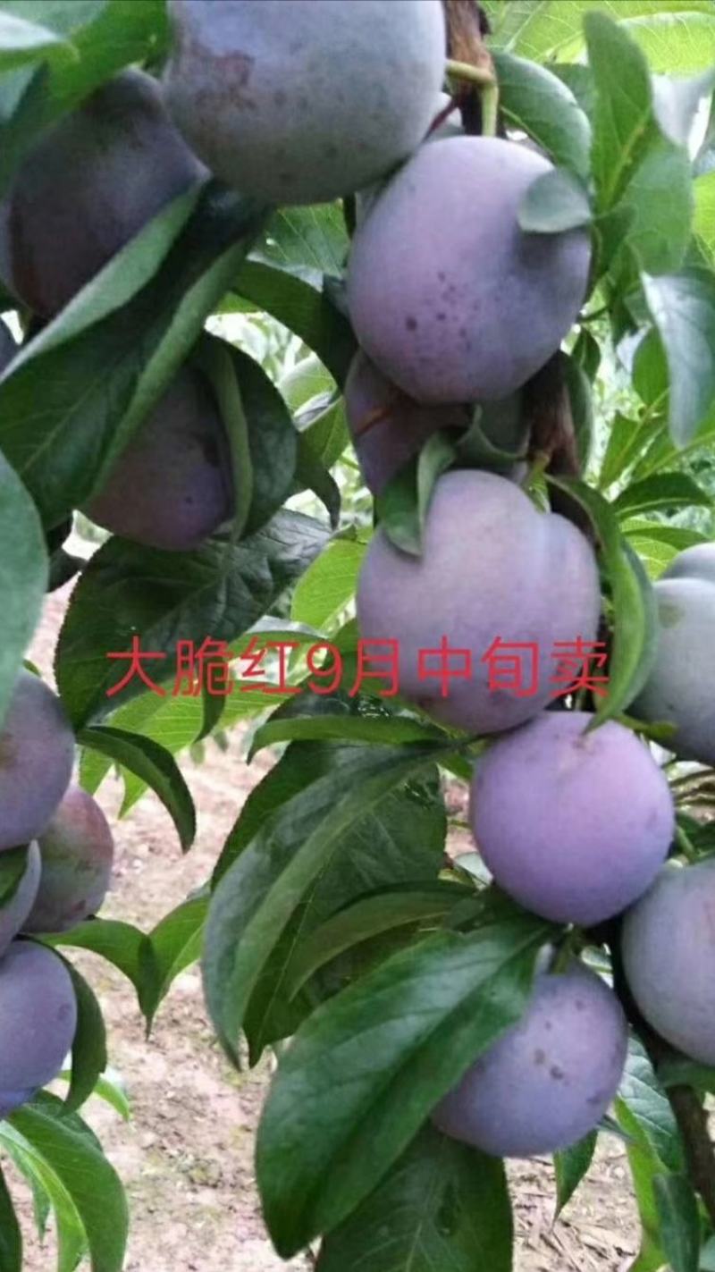 脆红李苗保证品种质量