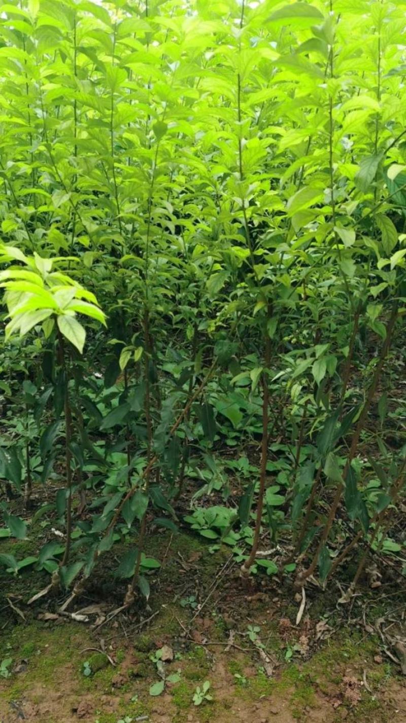 脆红李苗保证品种质量