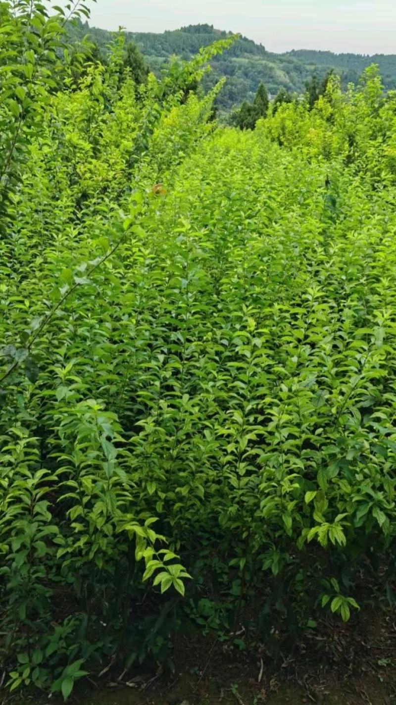 脆红李苗保证品种质量