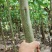 楸树梓树大量供应，，