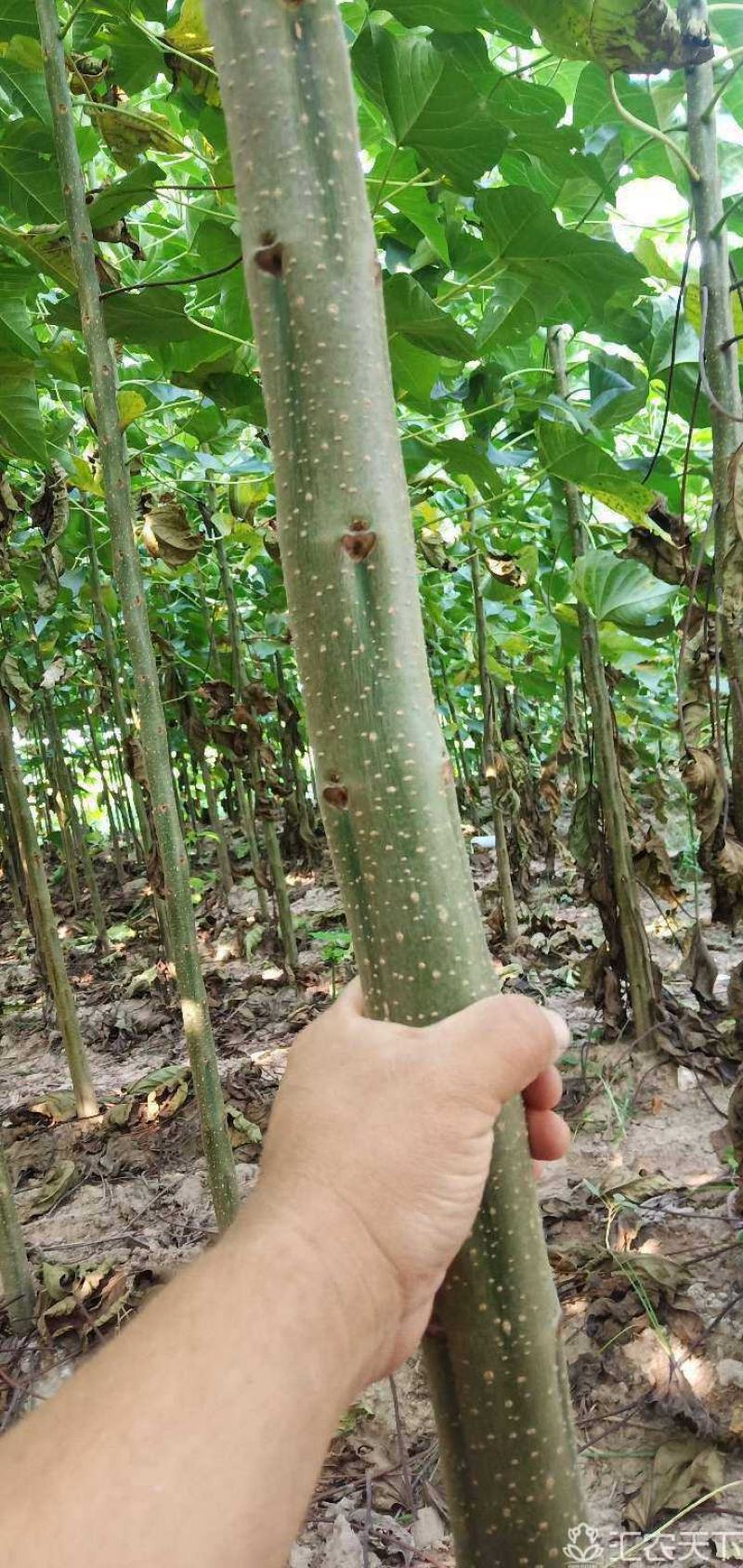 楸树梓树大量供应，，