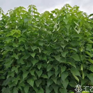 楸树梓树大量供应，，