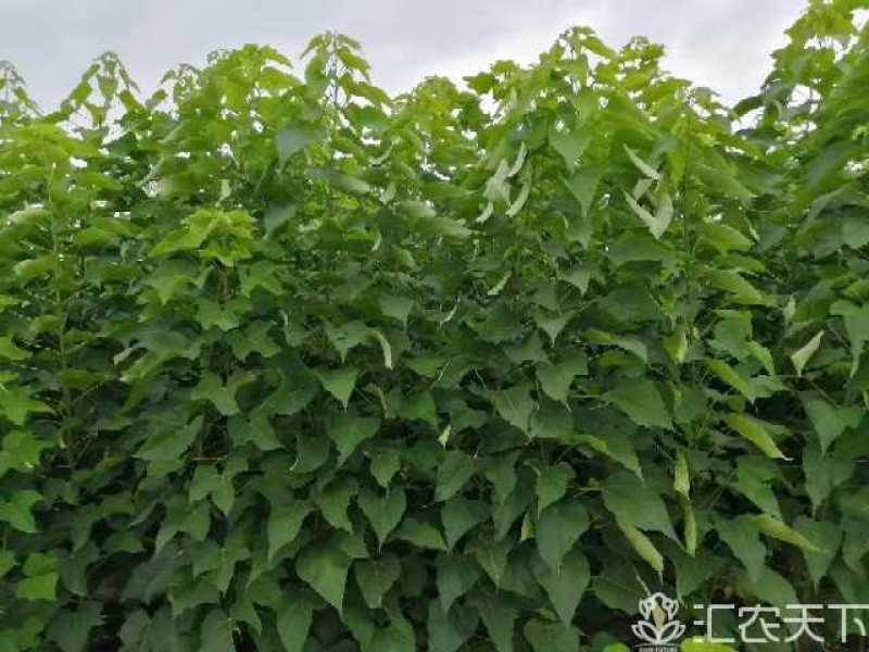 楸树梓树大量供应，，