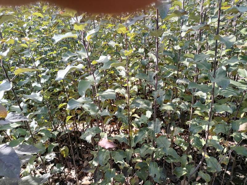 牛奶果树苗，辽宁铁岭特产大量上市欢迎来电咨询
