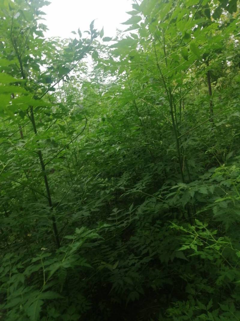 苦楝小苗川楝小苗价格苦楝小苗多少钱