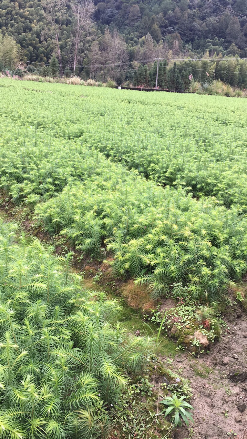 杉树苗一年生杉苗，各种规格都有，欢迎各位前来咨询