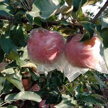 安徽砀山红富士苹果75mm以上膜袋个大甜度高可发全国
