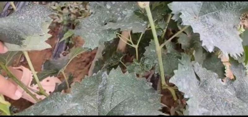 【南太湖特早葡萄苗】河北昌黎级品质保证欢迎选购现挖现发