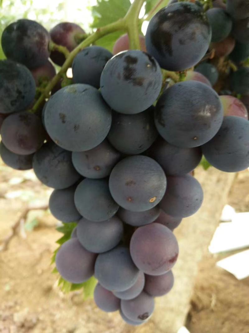 【南太湖特早葡萄苗】河北昌黎级品质保证欢迎选购现挖现发