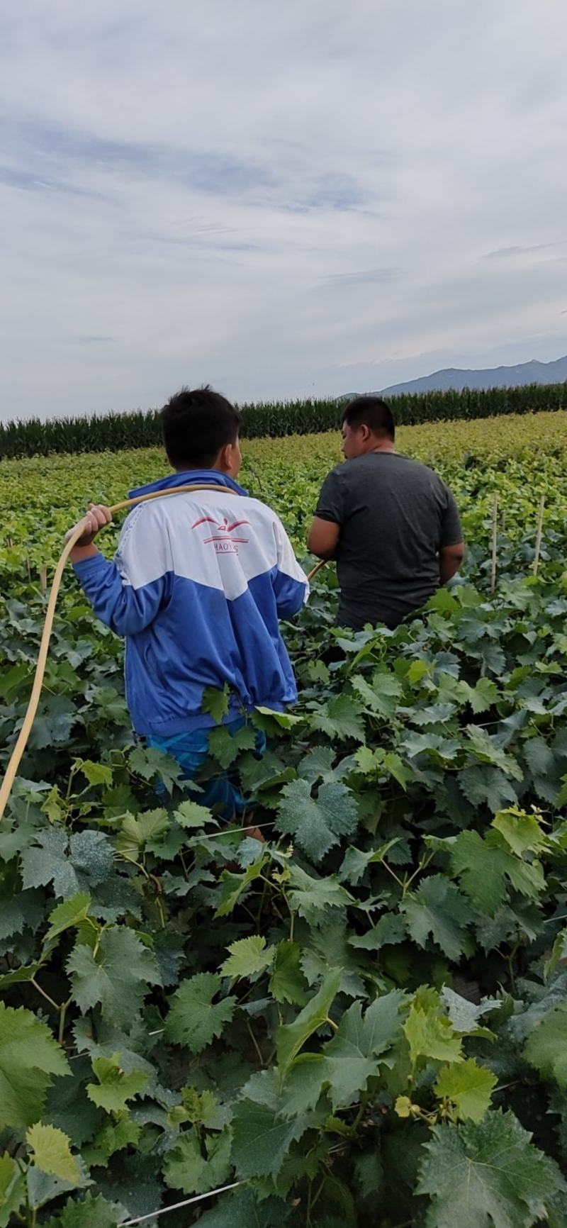 【南太湖特早葡萄苗】河北昌黎级品质保证欢迎选购现挖现发