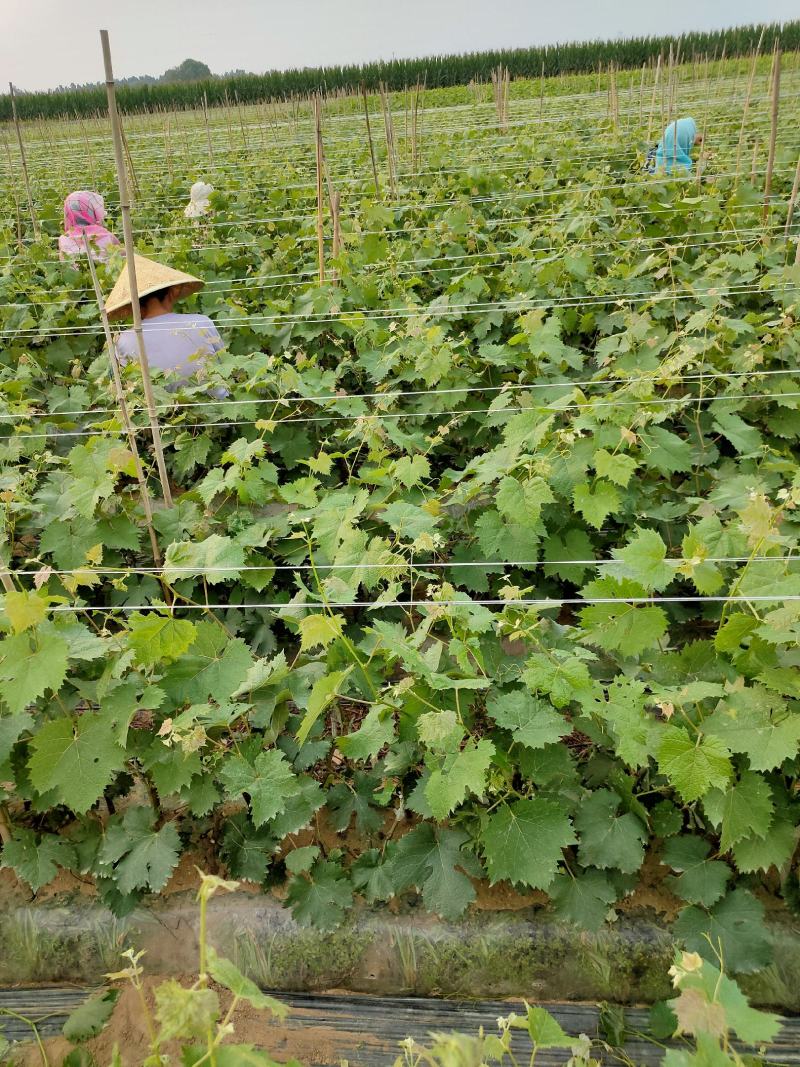 【南太湖特早葡萄苗】河北昌黎级品质保证欢迎选购现挖现发