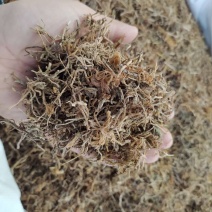 垂盆草产地直供可搭配多品种采购大货联系客服