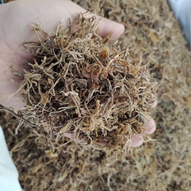 垂盆草产地直供可搭配多品种采购大货联系客服