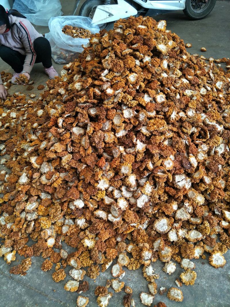 精品金耳#干品干温度95%