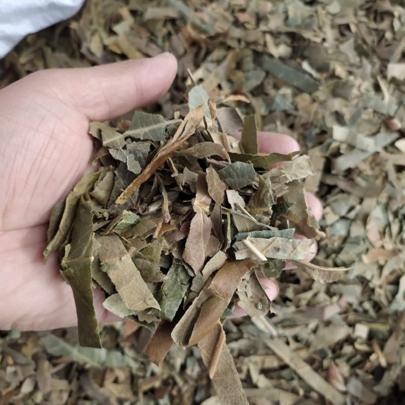 枇杷叶产地直供支持线上交易一斤包邮可搭配多品种采购