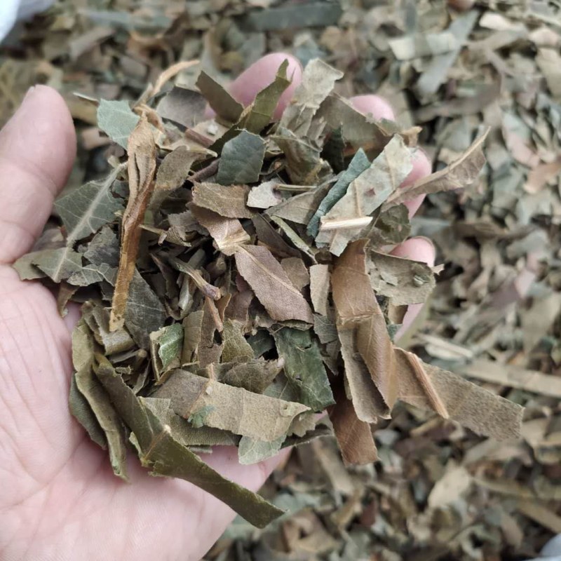 枇杷叶产地直供支持线上交易一斤包邮可搭配多品种采购