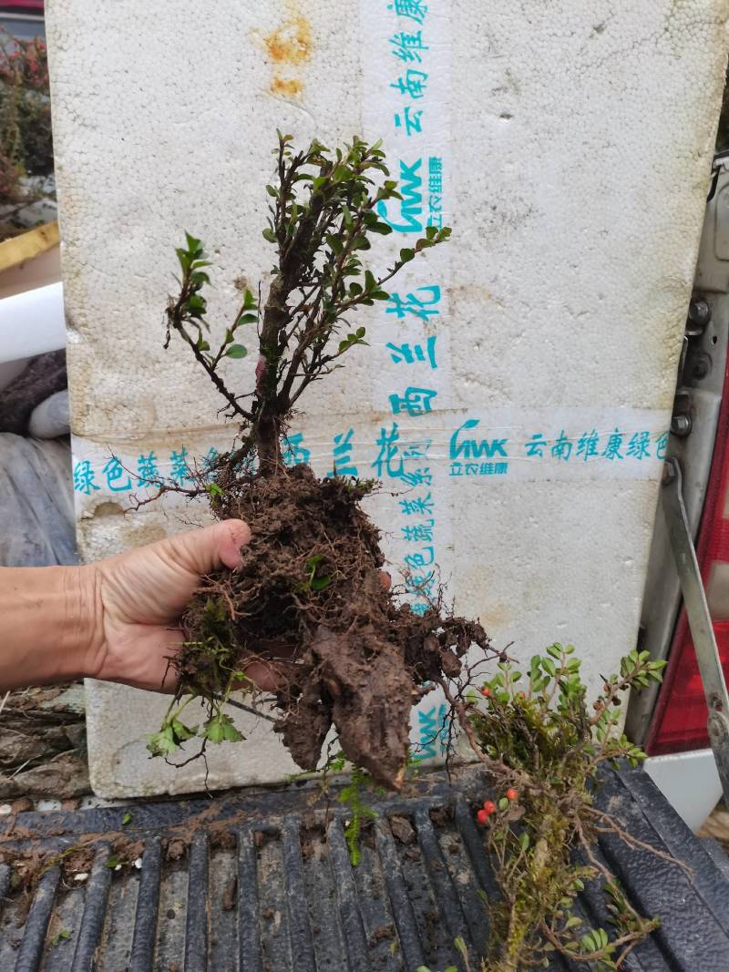 红花大果平直荀子盆景素材，庭院绿白花荀子