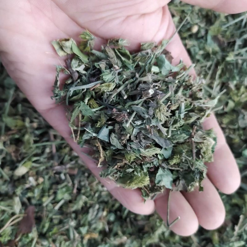 爵床草产地直供支持线上交易可搭配多品种采购