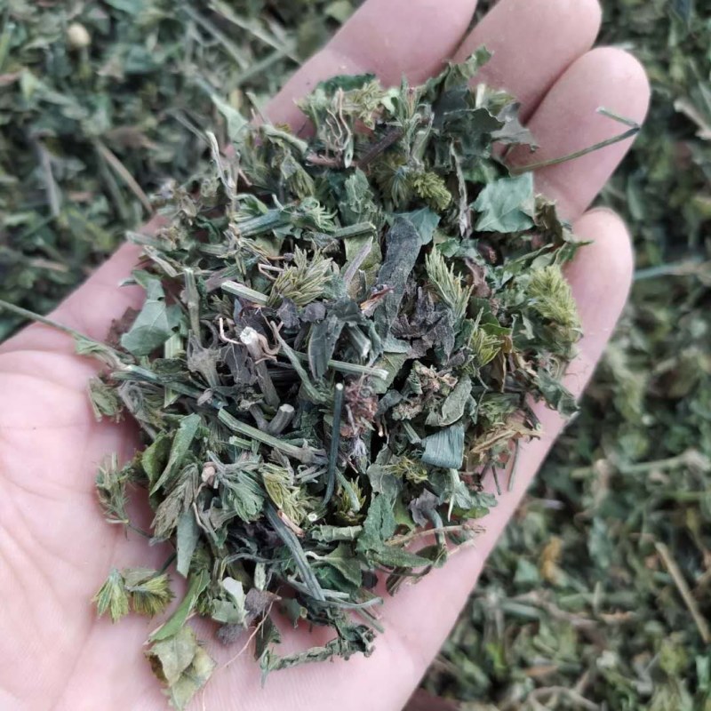 爵床草产地直供支持线上交易可搭配多品种采购