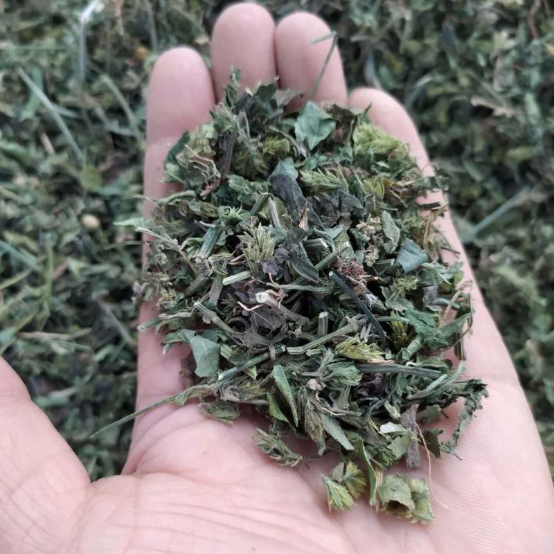爵床草产地直供支持线上交易可搭配多品种采购